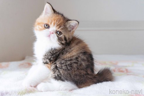 成約済の東京都のエキゾチックショートヘア-93085の4枚目