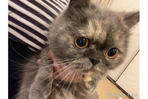 るなちゃん1枚目
