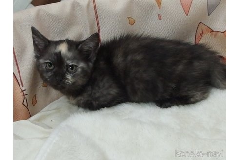 成約済の大阪府のマンチカン-93116の2枚目