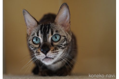 成約済の埼玉県のベンガル-93117の4枚目