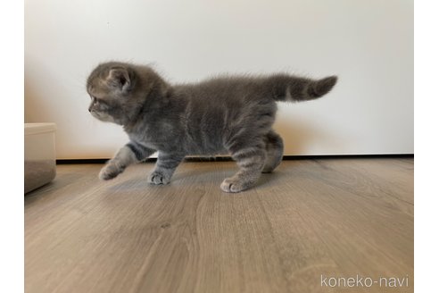 成約済の鹿児島県のマンチカン-93120の3枚目