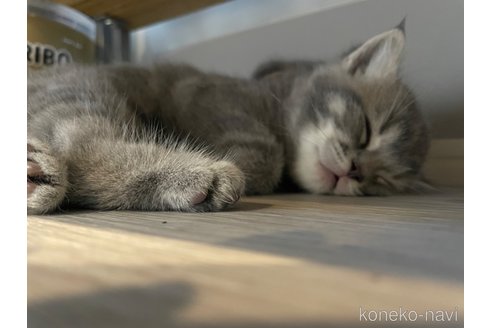 成約済の鹿児島県のマンチカン-93120の8枚目