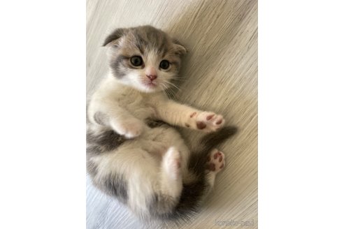 成約済の鹿児島県のマンチカン-93119の2枚目