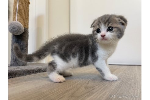 成約済の鹿児島県のマンチカン-93119の6枚目