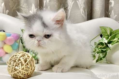 成約済の愛知県のエキゾチックショートヘア-90119の4枚目