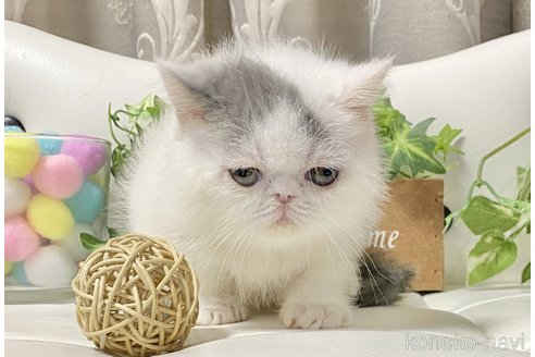 成約済の愛知県のエキゾチックショートヘア-90119の3枚目
