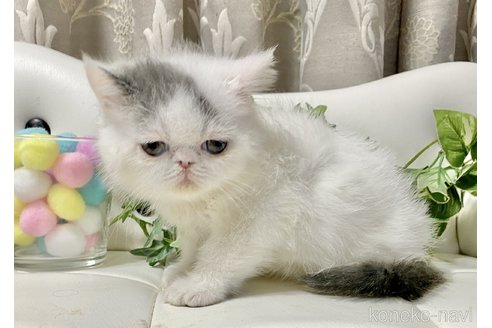 成約済の愛知県のエキゾチックショートヘア-90119の2枚目