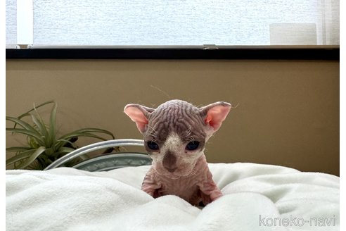 成約済の岐阜県のスフィンクス-93131の4枚目