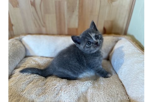 成約済の長野県のブリティッシュショートヘア-93133の4枚目