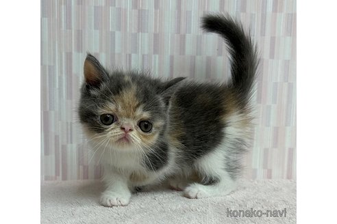 成約済の千葉県のエキゾチックショートヘア-93148の3枚目