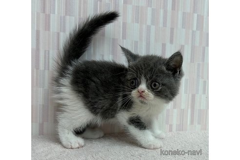 成約済の千葉県のエキゾチックショートヘア-93150の2枚目