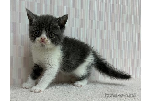 成約済の千葉県のエキゾチックショートヘア-93150の3枚目
