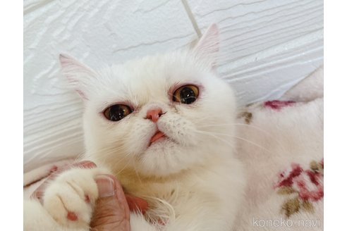成約済の大阪府のエキゾチックショートヘア-90867の2枚目