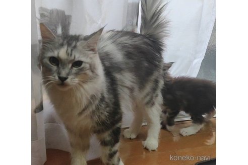 アリスちゃん1枚目