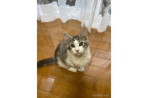 成約済の東京都のメインクーン-93174の3枚目