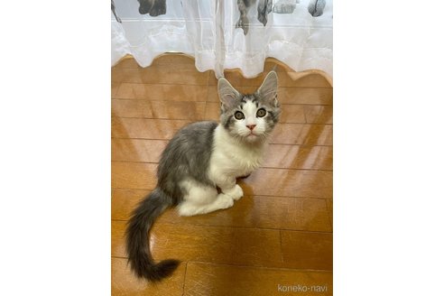 成約済の東京都のメインクーン-93174の4枚目