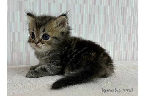 成約済の千葉県のミヌエット-93177の2枚目