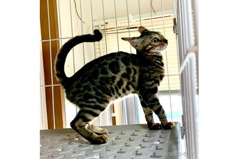 成約済の静岡県のベンガル-83161の16枚目