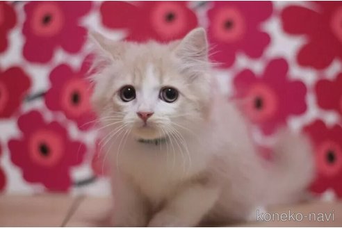 成約済の東京都のスコティッシュフォールド-93186の3枚目