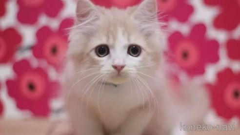 成約済の東京都のスコティッシュフォールド-93186