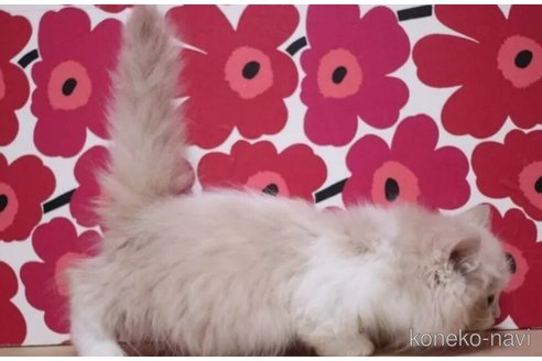 成約済の東京都のマンチカン(短足)-93187の2枚目