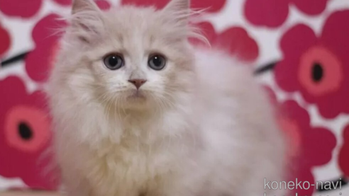 成約済の東京都のマンチカン(短足)-93187の1枚目