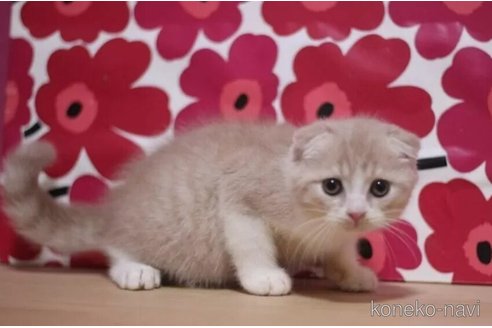 成約済の東京都のスコティッシュフォールド(折れ耳)-93189の5枚目