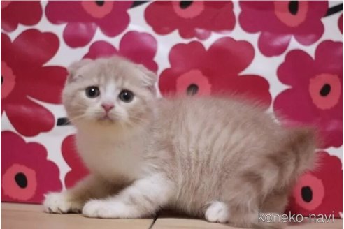 成約済の東京都のスコティッシュフォールド(折れ耳)-93189の2枚目