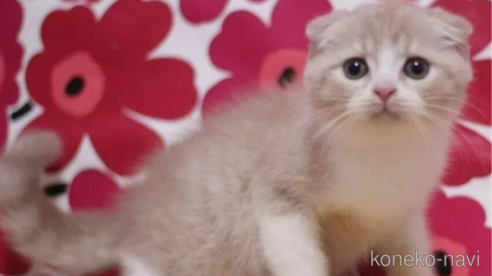 成約済の東京都のスコティッシュフォールド(折れ耳)-93189の1枚目