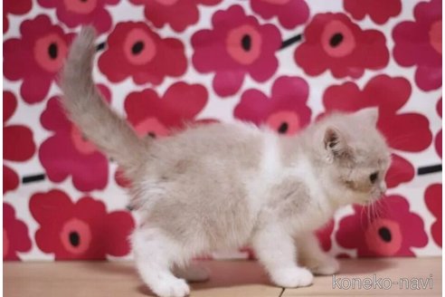 成約済の東京都のマンチカン-93190の6枚目