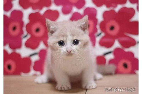 成約済の東京都のマンチカン-93190の3枚目