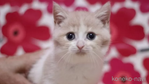 成約済の東京都のマンチカン-93190の1枚目