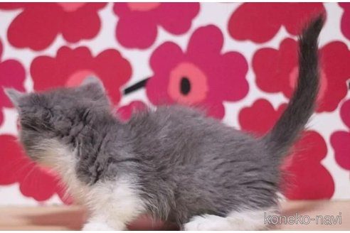 成約済の東京都のマンチカン(短足)-93192の2枚目