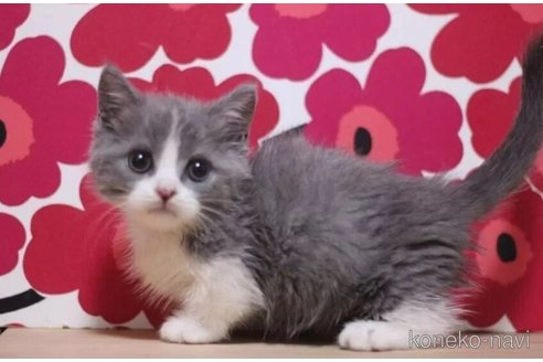 成約済の東京都のマンチカン(短足)-93192の3枚目