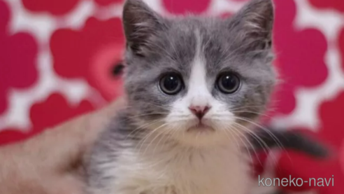 成約済の東京都のマンチカン(短足)-93192の1枚目