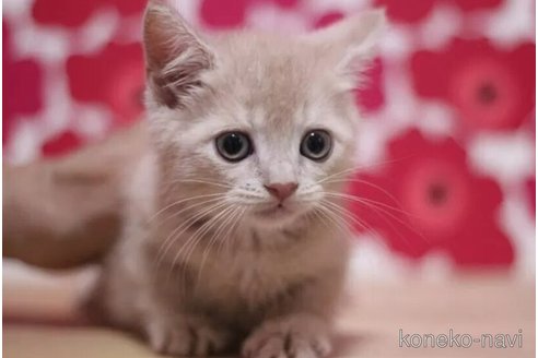 成約済の東京都のマンチカン-93194の1枚目