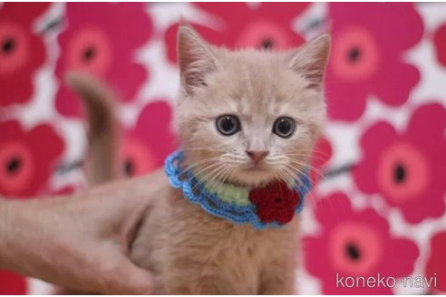 成約済の東京都のマンチカン-93193の2枚目