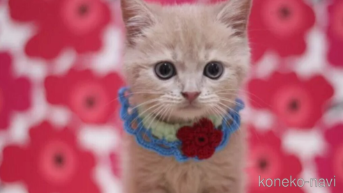 成約済の東京都のマンチカン-93193の1枚目