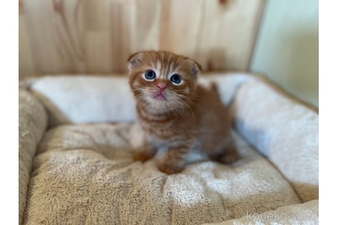 成約済の長野県のスコティッシュフォールド(折れ耳)-93216の2枚目