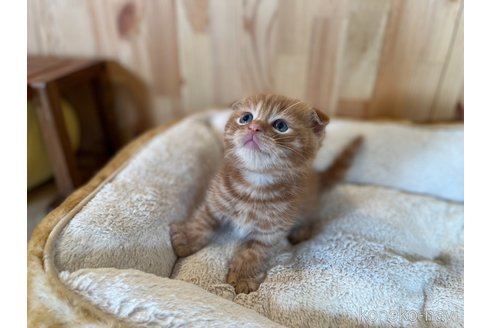 成約済の長野県のスコティッシュフォールド(折れ耳)-93216の4枚目