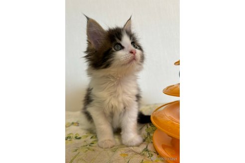 成約済の大阪府のメインクーン-93235の2枚目