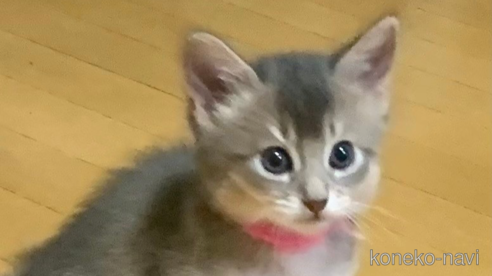 成約済の兵庫県のソマリ-93305の1枚目