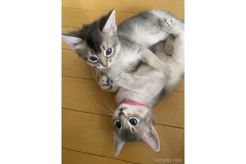 成約済の兵庫県のソマリ-93305の2枚目