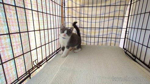 成約済の茨城県のブリティッシュショートヘア-93321の1枚目
