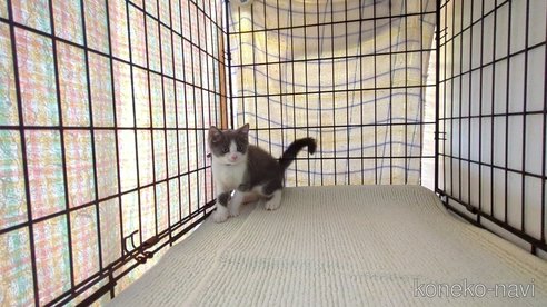 成約済の茨城県のブリティッシュショートヘア-93321の4枚目