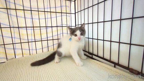 成約済の茨城県のブリティッシュショートヘア-93325の1枚目