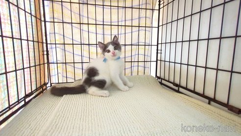 成約済の茨城県のブリティッシュショートヘア-93325の5枚目