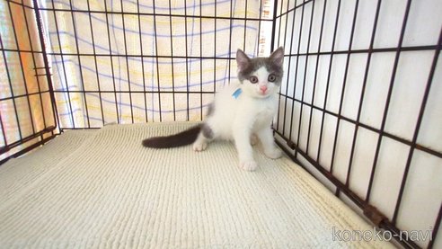 成約済の茨城県のブリティッシュショートヘア-93325の4枚目