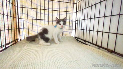 成約済の茨城県のブリティッシュショートヘア-93325の3枚目