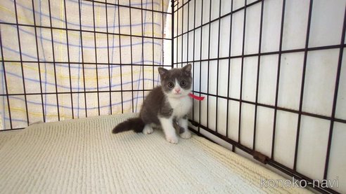 成約済の茨城県のブリティッシュショートヘア-93327